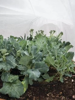 All-Purpose Garden Fabric -Green Garden Shop 32646 7940 tif