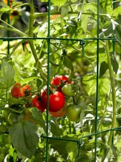 Tomato Cages, Set Of 4 -Green Garden Shop 34182 588 tif