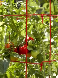 Tomato Cages, Set Of 4 -Green Garden Shop 34182 592