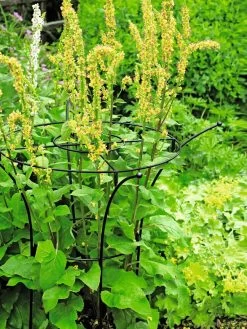 Essex Plant Supports -Green Garden Shop 37423 200 tif