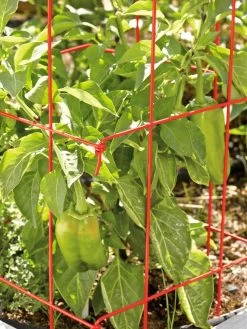 Pepper And Eggplant Cages, Set Of 3 -Green Garden Shop 37464 567 tif
