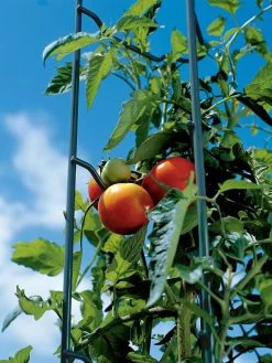 Tomato Ladders, Set Of 3 -Green Garden Shop 38184 003E tif