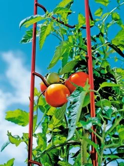 Tomato Ladders, Set Of 3 -Green Garden Shop 38185 003E tif