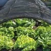 Shade Nets -Green Garden Shop 38556 0191 tif