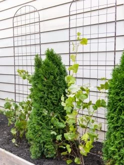 Jardin Flower Trellis -Green Garden Shop 38689 6002 tif