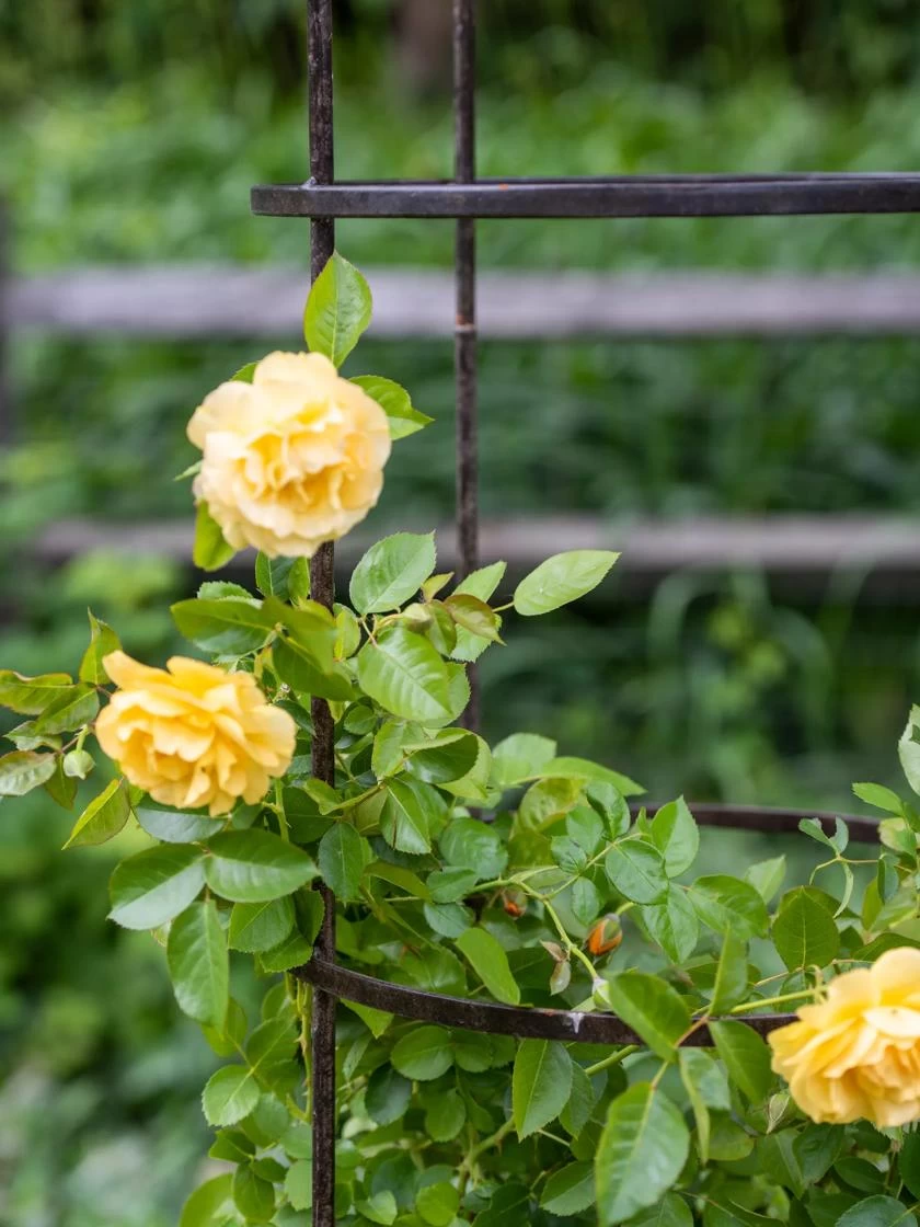 Jardin Round Obelisk, 7' 4 Jardin Round Obelisk, 7' - Image 2