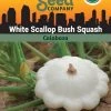 Squash, White Scallop Bush Summer Organic Seeds -Green Garden Shop 3 4 crop 84589 8613564 Squash White Scallop Bush