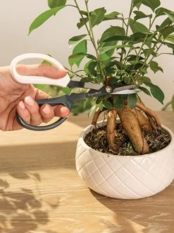 Japanese Pruning Scisssors -Green Garden Shop 3 4 crop 8612968 0087