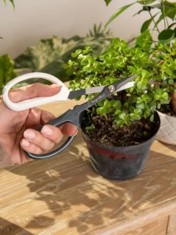 Japanese Pruning Scisssors -Green Garden Shop 3 4 crop 8612968 0092