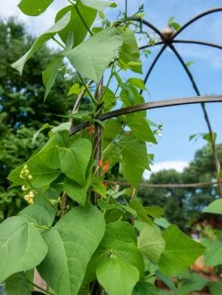 Jardin Tower -Green Garden Shop 3 4 crop 8612997 0058