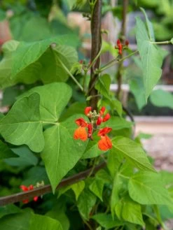 Jardin Tower -Green Garden Shop 3 4 crop 8612997 0059