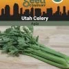 Celery, Utah Organic Seeds 2 Celery, Utah Organic Seeds -Green Garden Shop 3 4 crop 88854 8613558 Celery Utah SDSC
