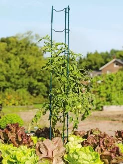 Stacking Tomato Ladders, Set Of 6 -Green Garden Shop 40309 100 tif