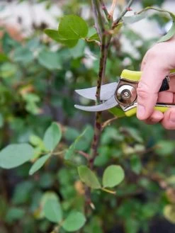 Pocket Pruners -Green Garden Shop 8586314 027 tif