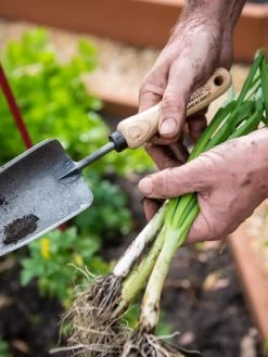 Gardener's Lifetime Trowel -Green Garden Shop 8586972 3286 tif