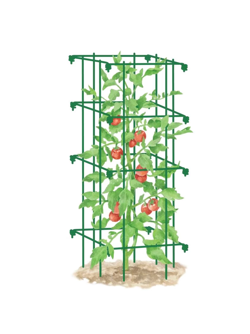 Tomato Cage, Single 6 Tomato Cage, Single - Image 4