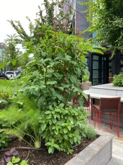 Tomato Towers, Set Of 2 -Green Garden Shop 8587041 01IN tif