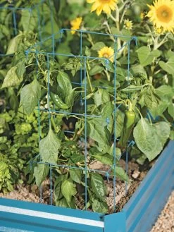 Pepper And Eggplant Cages, Set Of 3 -Green Garden Shop 8587048 9792 tif