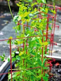 Expandable Pea Trellis -Green Garden Shop 8587061 100 tif