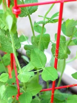 Tall Expandable Pea Trellis -Green Garden Shop 8587061 101 tif 1