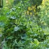 Deluxe Cucumber Trellis -Green Garden Shop 8587083 01IN