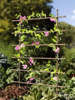 Jardin Ladder Trellis -Green Garden Shop 8587107 083 tif