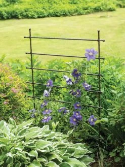 Jardin Ladder Trellis