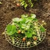 Strawberry Supports, Set Of 6 -Green Garden Shop 8587970 1039 tif