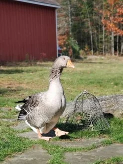 Chicken Wire Cloche -Green Garden Shop 8590210 01IN tif