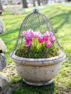 Chicken Wire Cloche -Green Garden Shop 8590210 021 tif