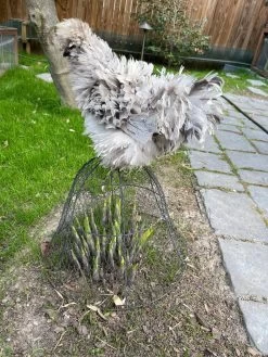 Chicken Wire Cloche -Green Garden Shop 8590210 02CUST tif