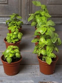 Organic Self-Watering Potting Mix, 20 Qts. -Green Garden Shop 8592212 3979 001E tif 3