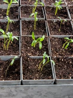 Seed Starting Mix, 9 Qts. 12 Seed Starting Mix, 9 Qts. -Green Garden Shop 8592212 6177