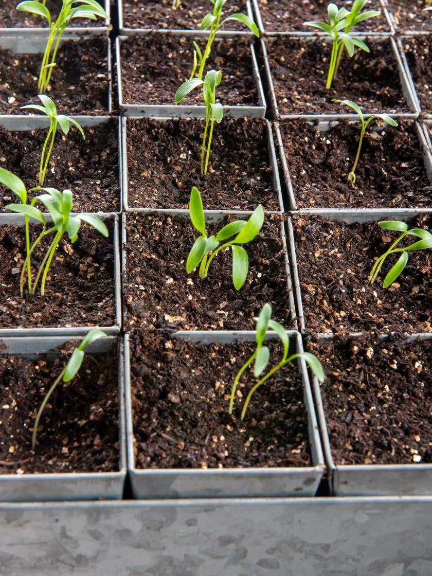 Seed Starting Mix, 9 Qts. 6 Seed Starting Mix, 9 Qts. - Image 4