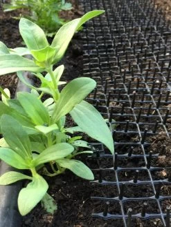 Cat Scat Mat -Green Garden Shop 8592448 03CUST tif