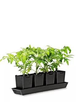 Pop-Out Pots, Set Of 4 10 Pop-Out Pots, Set Of 4 -Green Garden Shop 8593943 1260 tif