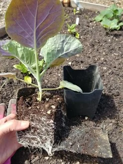 Pop-Out Pots, Set Of 4 11 Pop-Out Pots, Set Of 4 -Green Garden Shop 8593943 1357 tif