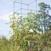 Mammoth Tomato Towers, Set Of 2 -Green Garden Shop 8595740 4437 tif