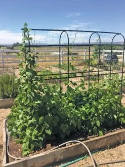 Titan Pea Tunnel -Green Garden Shop 8596275 01CUST tif