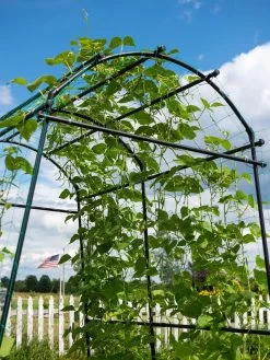 Titan Squash Tunnel -Green Garden Shop 8596276 0122 tif