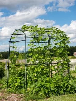 Titan Squash Tunnel -Green Garden Shop 8596276 0133 tif