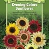 Evening Colors Sunflower Organic Seeds -Green Garden Shop 8598225 01V tif