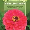 Giant Coral Zinnia Organic Seeds -Green Garden Shop 8598226 01V tif