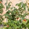 Gardener's Vertex Lifetime Tomato Cage -Green Garden Shop 8598426 0004 tif