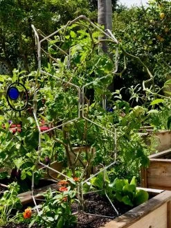 Gardener's Vertex Lifetime Pepper And Eggplant Cage -Green Garden Shop 8599554 01CUST tif