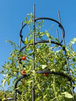 Titan Tall Tomato Cages, Set Of 3 -Green Garden Shop 8599860 0066 tif
