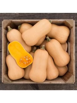 Brulee Butternut Squash Organic Seeds -Green Garden Shop 8599867 01v