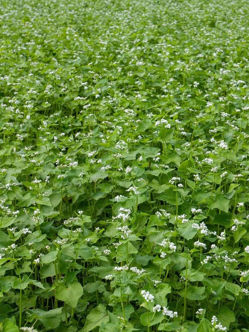 Common Buckwheat Organic Seeds 4 Common Buckwheat Organic Seeds - Image 2
