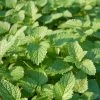 Lemon Balm Organic Seeds -Green Garden Shop 8599880 01V tif