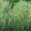 Thyme Organic Seeds -Green Garden Shop 8599882 01v thyme organic seeds